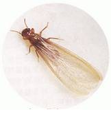 “白蟻季”又來了,滅白蟻千萬別這么干,否則更"閉翳"!正確方法是…