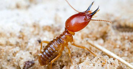 滅白蟻公司,白蟻防治費