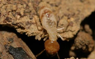 消滅白蟻有哪些方法?白蟻防治公司給您解答【幫幫百科】