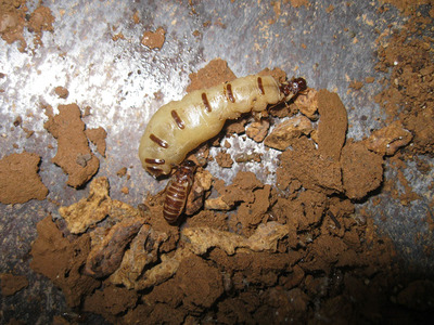 佛山白蟻防治 - 治白蟻 滅白蟻 找佛山市護建白蟻防治所