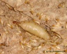 四川蜀都害蟲防治有限責任公司