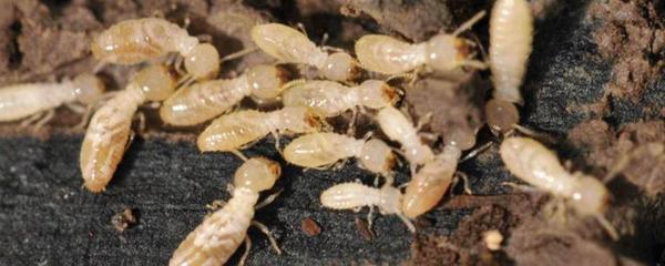 白蟻防治中心屬于哪個部門