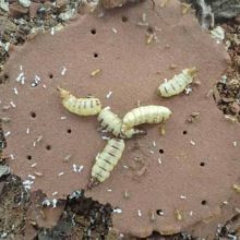 【專業滅白蟻專家,專業滅白蟻機構,潔鵬白蟻防治公司技術經驗豐厚圖片】專業滅白蟻專家,專業滅白蟻機構,潔鵬白蟻防治公司技術經驗豐厚