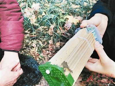 合肥市白蟻防治“領跑”全國