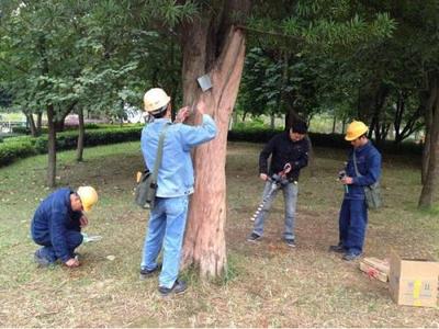 專業白蟻防治 白蟻防治 武漢新科白蟻防治