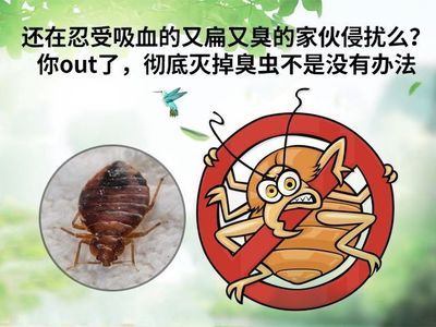 白蟻的危害 云城區白蟻防治預防 云城區除四害收費標準