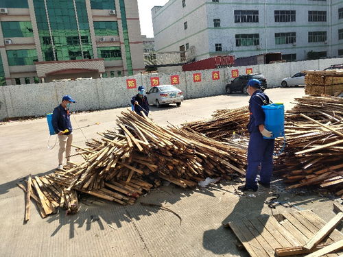 圖 騷擾性害蟲 臭蟲該如何防治 深圳保潔 清洗