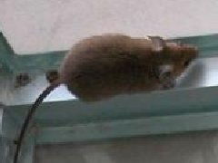 南昌白蟻防治,殺蟲滅鼠,專業滅鼠公司,專業快速服務好 產品詳情