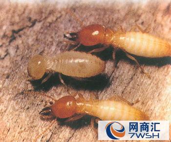 常熟白蟻防治中心潔瑞特白蟻防治