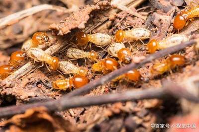 房屋白蟻危害的專業滅治流程與有效滅治方法