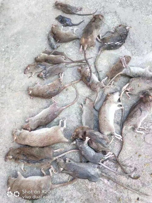 【屯昌白蟻防治多少錢】- 