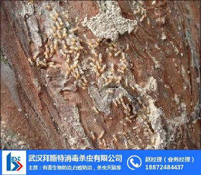 拜斯特白蟻防治 圖 、堤壩白蟻防治、荊門(mén)白蟻防治