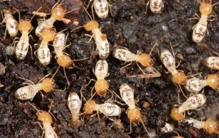 小小白蟻要小心