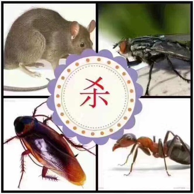 深圳市白蟻防治殺白蟻,蟑螂藥批發(fā)