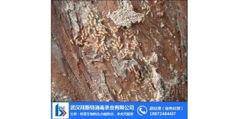 拜斯特白蟻防治 圖 、堤壩白蟻防治、荊門(mén)白蟻防治