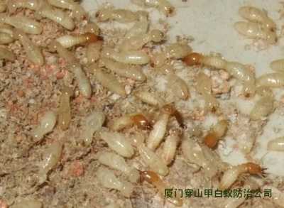惠盟白蟻防治
