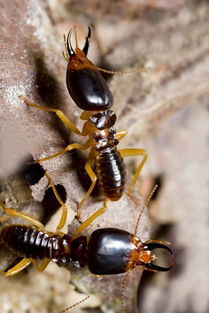 花都區(qū)炭步白蟻防治方法