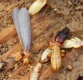 重慶白蟻防治專(zhuān)家