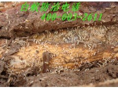 佛山白蟻防治公司如何處理白蟻具體部位_中國(guó)貿(mào)易網(wǎng)