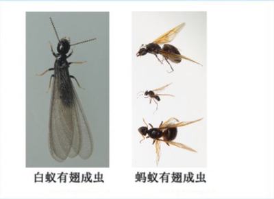 科普:如何發(fā)現(xiàn)家中是否有白蟻危害?丨又到白蟻分飛季②