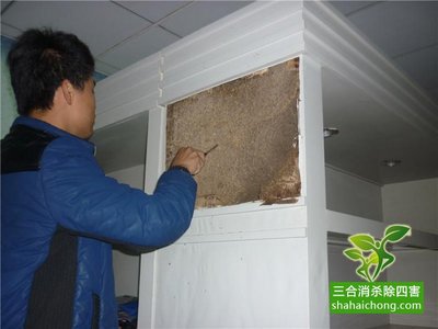 園林樹(shù)木農(nóng)作物的白蟻預(yù)防方法,白蟻蟲(chóng)害防治