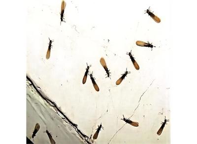 大良別墅白蟻防治 電話 白蟻防治