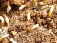 九江市白蟻防治中心 新建工程白蟻預防,舊房白蟻防治 產品詳情