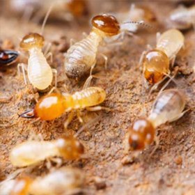 路基白蟻防治施工