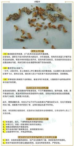 視頻|又到申城白蟻肆虐時,正規白蟻防治機構最新名單來了!滅蟻價格也能上網查哦