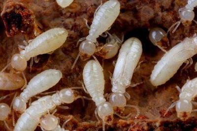 十月秋雨纏綿,白蟻防治不可掉以輕心