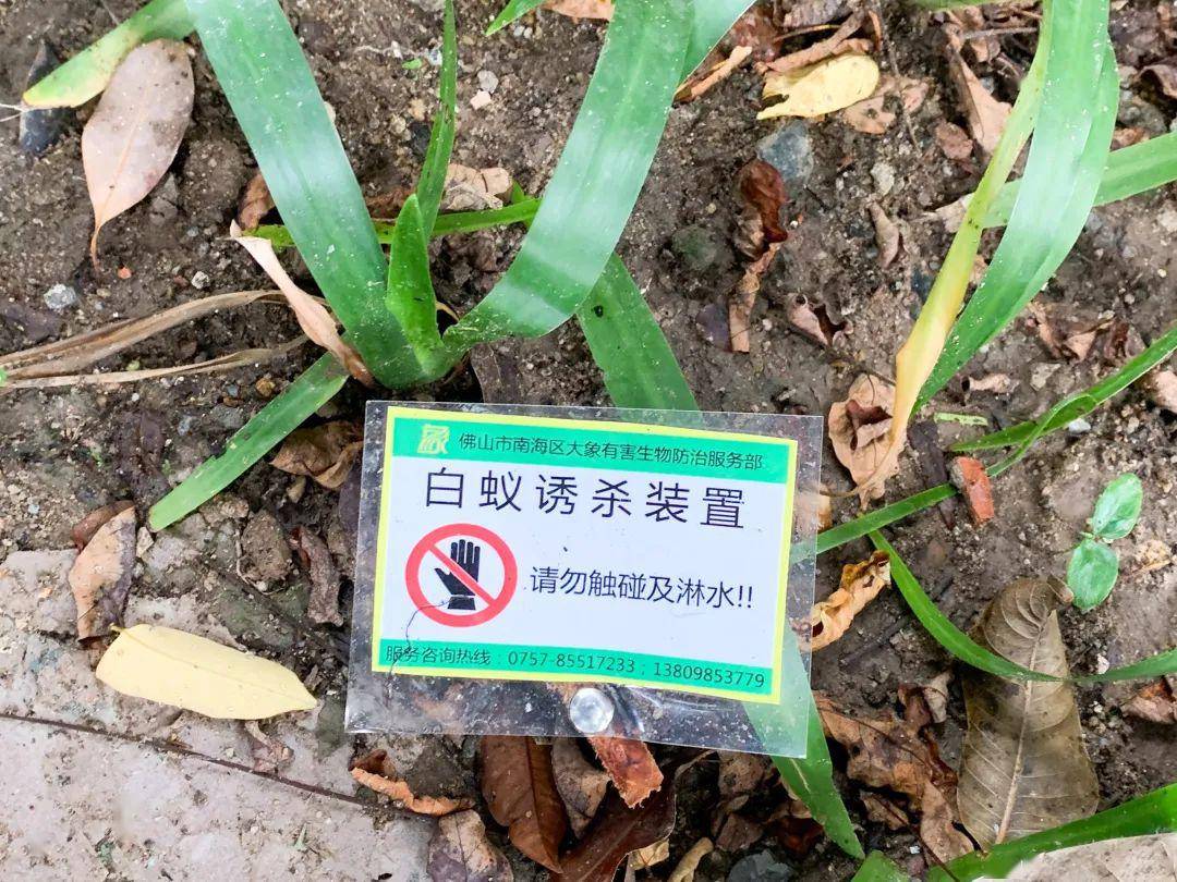 白蟻防治,我們有"非常手段"