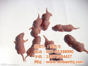 有害生物防治,白蟻防治,清潔服務,室內空氣治理,環保產品銷售優惠價格