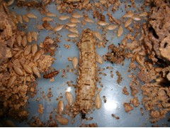 西鄉白蟻防治公司西鄉殺蟲公司