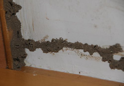 關窗 江蘇已發現,頭皮發麻