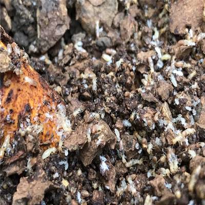 永豐白蟻預防公司 倉庫白蟻防治 專業滅白蟻機構