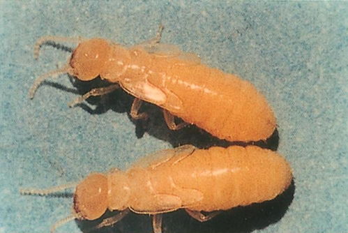 上海滅白蟻機構帶你了解白蟻防治