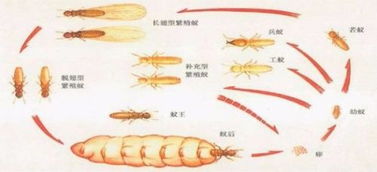 白蟻防治哪家口碑好點