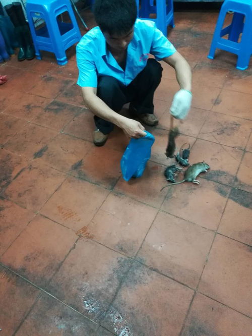 惠州白蟻防治兢兢業業