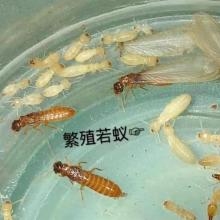 白蟻治理樂山市白蟻防治