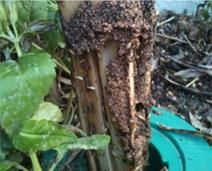 黃浦白蟻防治中心 白蟻防治中心服務態度好 邦武供