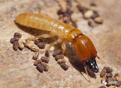 怎么考有害生物防治員證這篇文章也太精彩了考試資料