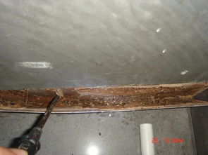 石龍白蟻防治 石碣白蟻防治 東城白蟻防治 中堂白蟻防治