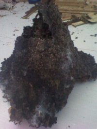 白蟻防治除蟲滅鼠