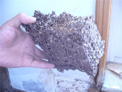 石角白蟻防治公司,白蟻防治中心