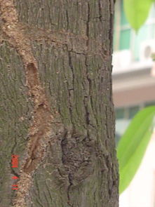 白蟻防治費,收費標準,白蟻防治怎么收費