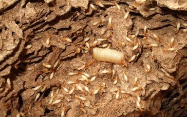 東莞白蟻防治公司|東莞白蟻防治公司怎么樣圖片|東莞白蟻防治公司|東莞白蟻防治公司怎么樣產品圖片由東莞市龍科白蟻害蟲防治公司生產提供-