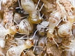 南昌白蟻防治,紅谷灘白蟻防治收費價格,潔鵬白蟻公司