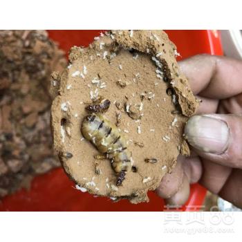 【南海白蟻防治,羅村滅白蟻公司】- 