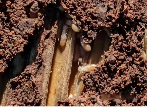 無錫白蟻消殺治理,無錫白蟻防治中心電話, 附近專業上門滅白蟻