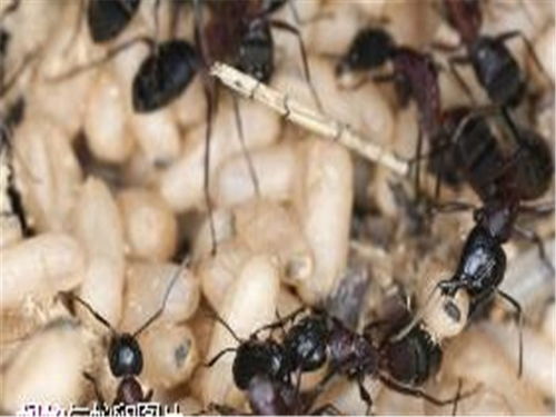 北京市密云區檀營白蟻防治哪里好 滅老鼠的妙招